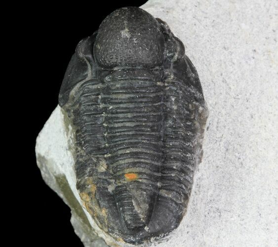 Bargain, Gerastos Trilobite Fossil - Morocco #68640